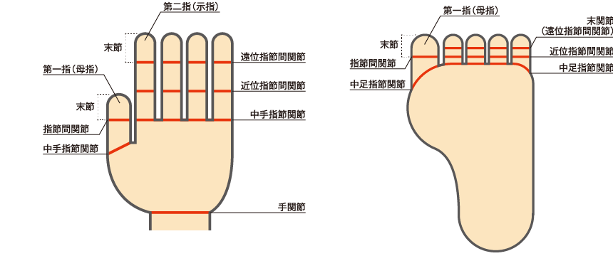 身体障害内容における関節等の説明図