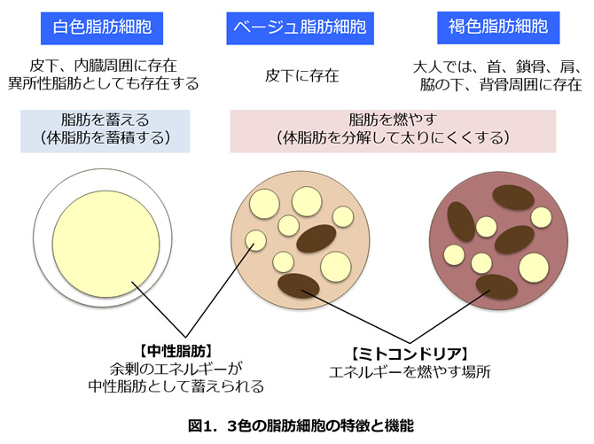 第6回 3色の脂肪 予防医学としての食を学ぶ