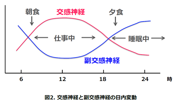 副交感 交感 神経 神経