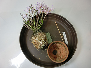 セッコクの栽培 Dendrobium Moniliforme ガーデニング