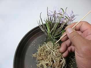 セッコクの栽培 Dendrobium Moniliforme ガーデニング