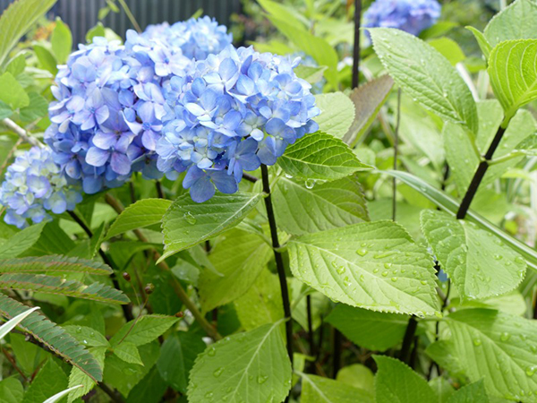 アジサイ Hydrangea アジサイ科 ガーデニング