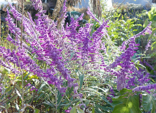 アメジストセージ Salvia Leucantha ガーデニング