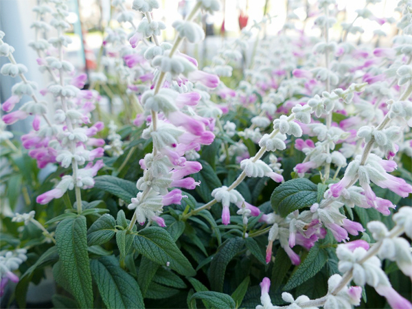 アメジストセージ Salvia Leucantha ガーデニング