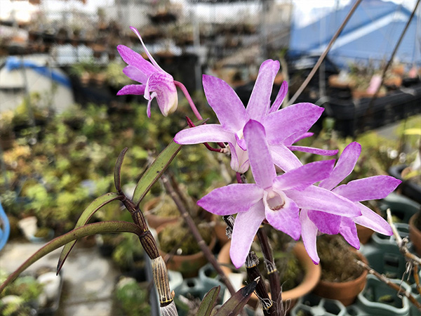 セッコクの花を楽しむ1 ラン科 ガーデニング