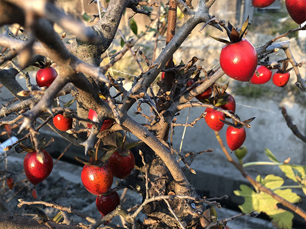 「紅真珠」　中国原産のローヤ柿
