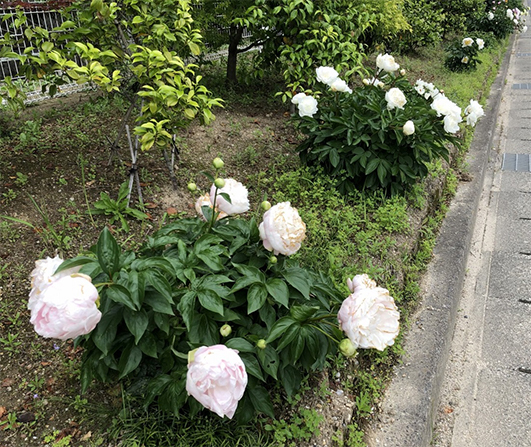 滝の粧（手前）、ラテンドール（2番目）