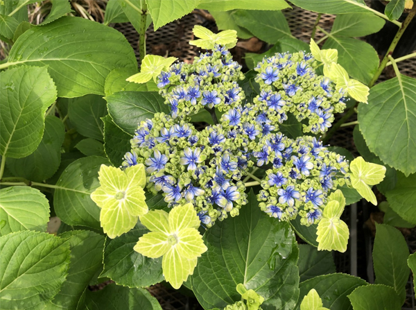 アジサイ　「大島緑花」