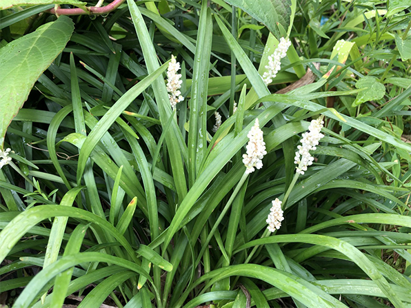 ヤブラン白花　「モンローホワイト」