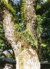 子草 | 万葉植物から伝統文化を学ぶ