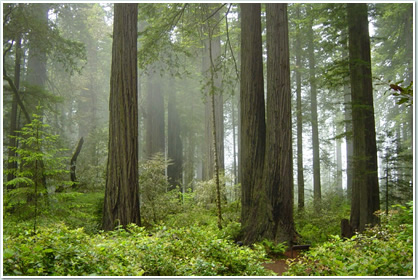 Redwood Forest National Parks レッドウッド森林国立公園usa 旅行英会話 世界遺産シリーズ