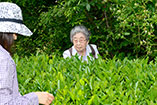 アルバム写真